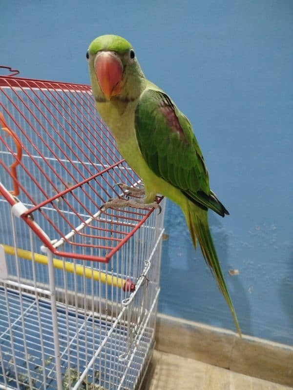 Raw parrot not tamed full healthy and active good for breeding 1