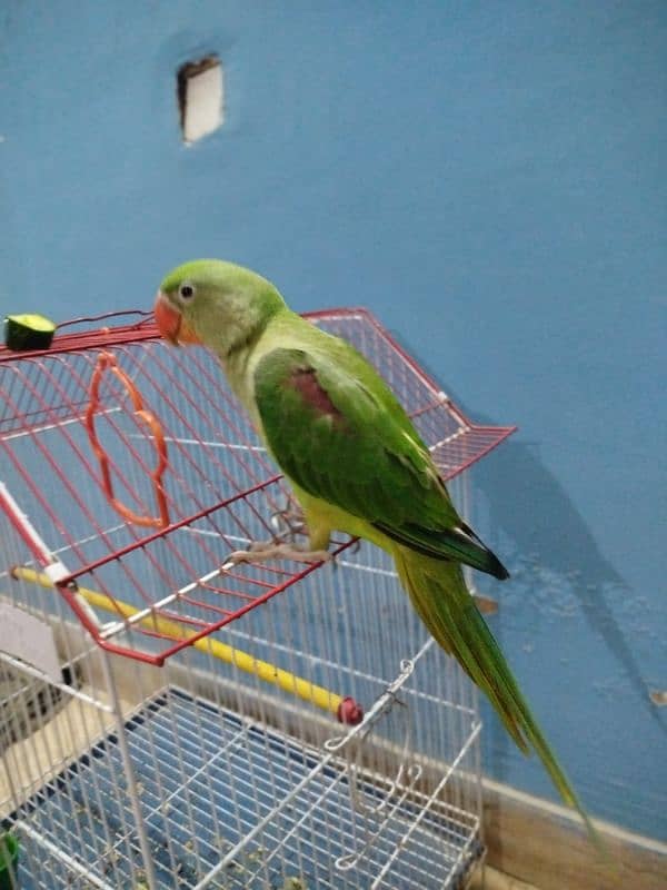 Raw parrot not tamed full healthy and active good for breeding 2