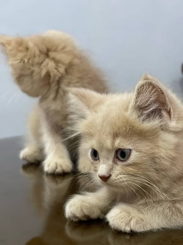 Persian kitten. Triple coated 3