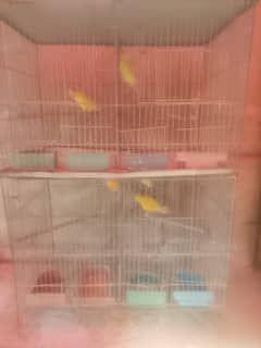 4 portions cage