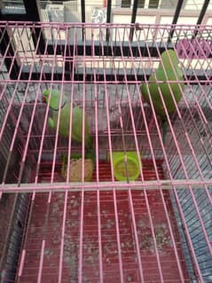 green parrot for sale