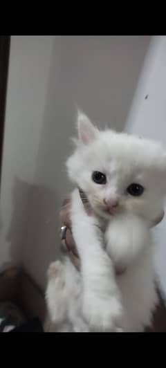 Persian Cute Kittens. 3 coated fur. 03254240227