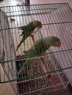 raw parrots pair avaiable