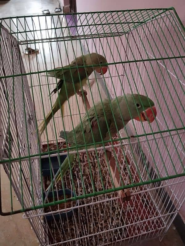 raw parrots pair avaiable 0