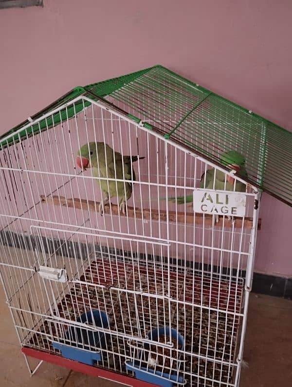 raw parrots pair avaiable 1