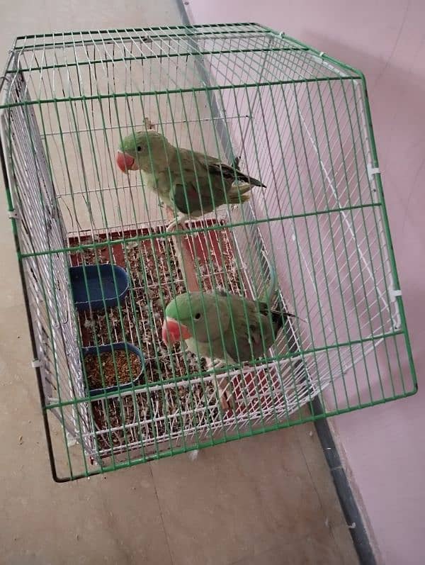 raw parrots pair avaiable 2