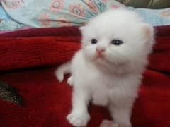 triple coated persian kitten