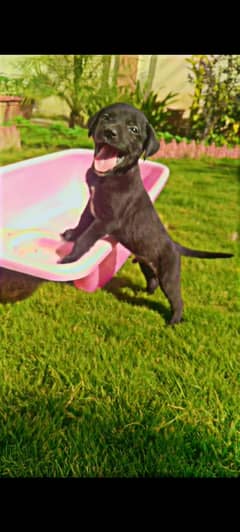 British Chocolate Labrador retriever puppies |labra Dog |puppy