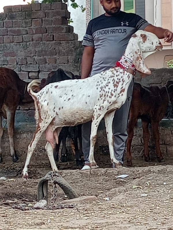 Magra bakri 1 male bachy Kay sath 7