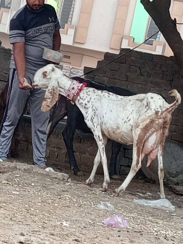 Magra bakri 1 male bachy Kay sath 11