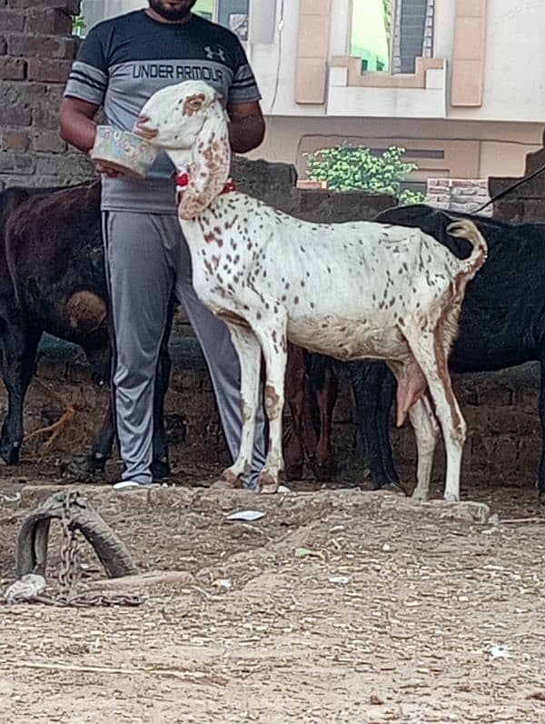 Magra bakri 1 male bachy Kay sath 12