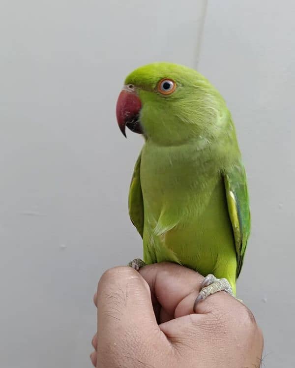 Green ringneck 1