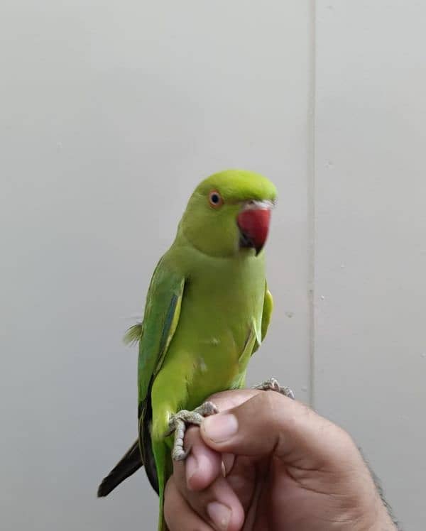 Green ringneck 2