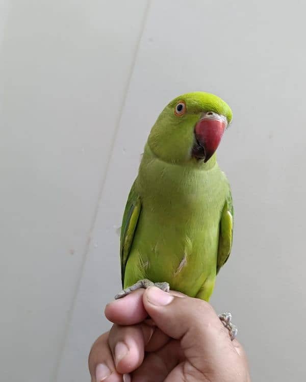 Green ringneck 3