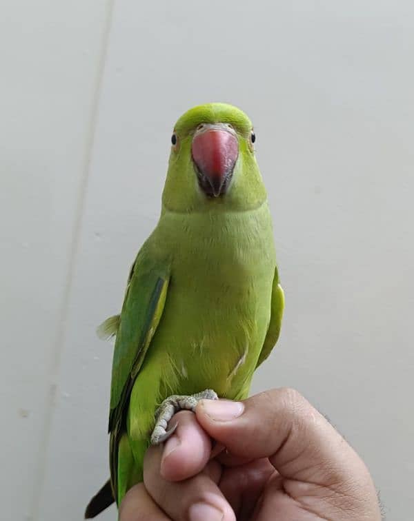 Green ringneck 4