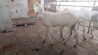 2 Rajanpuri white Bakri