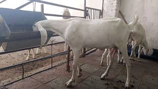 4Rajanpuri white Bakri