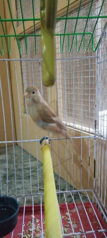 Canary Female 2