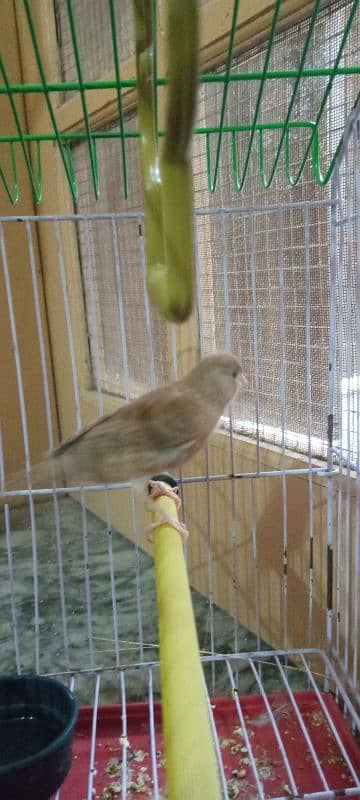 Canary Female 3