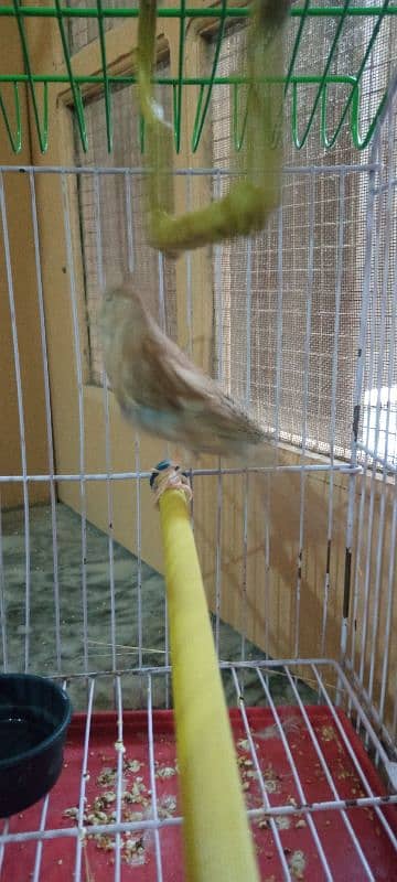 Canary Female 4