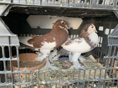 funcy pigeons