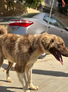 afghan kuchii Male dog