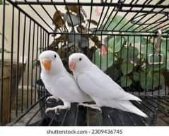 love Bird albino Black eye non DNA