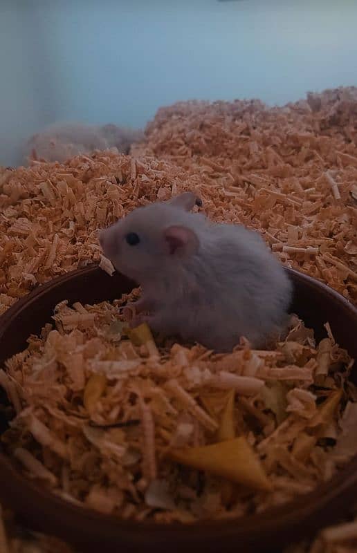 Baby Hamsters 2