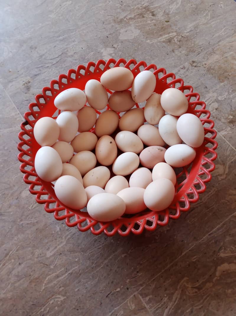 Golden Misri Egg laying Hens for Sale. 0