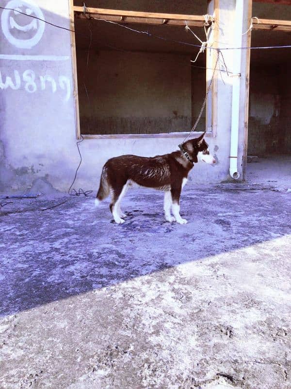 Siberian husky for sale 2