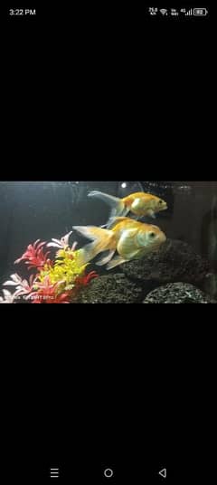 pair gold fish