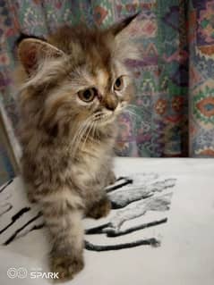 Triple coat Persian kitten for sale