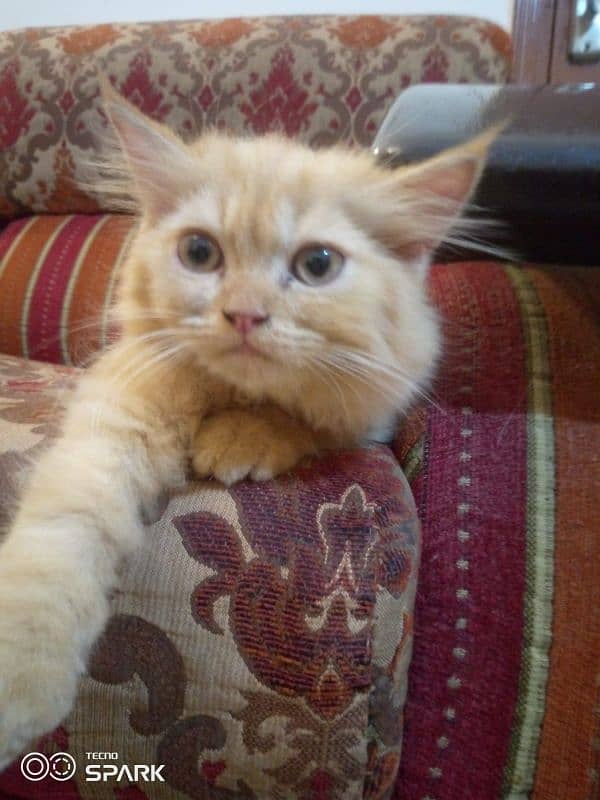 Triple coat Persian kitten for sale 1