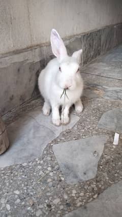 white rabbit , 5 months old . WhatsApp 03120525983