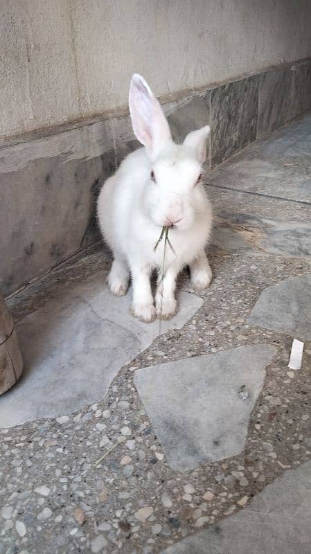 white rabbit , 5 months old . WhatsApp 03120525983 0