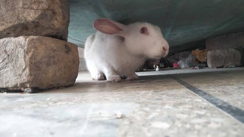 white rabbit , 5 months old . WhatsApp 03120525983 1