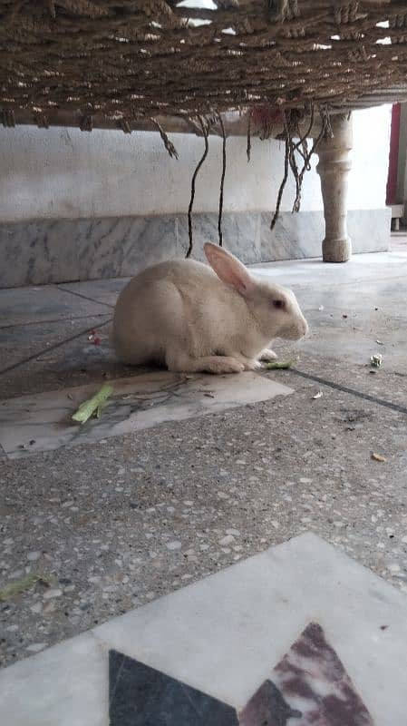 white rabbit , 5 months old . WhatsApp 03120525983 2