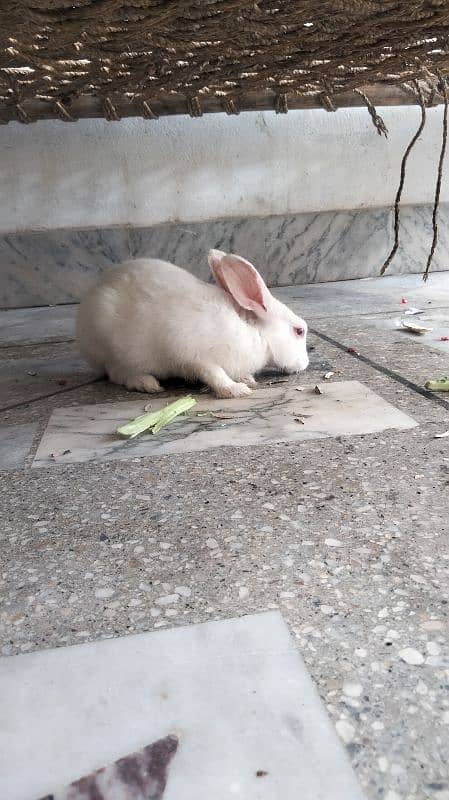 white rabbit , 5 months old . WhatsApp 03120525983 4