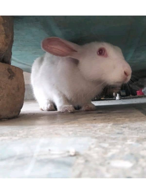 white rabbit , 5 months old . WhatsApp 03120525983 5