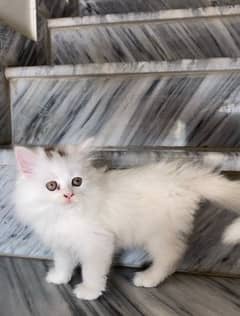 persian kitten