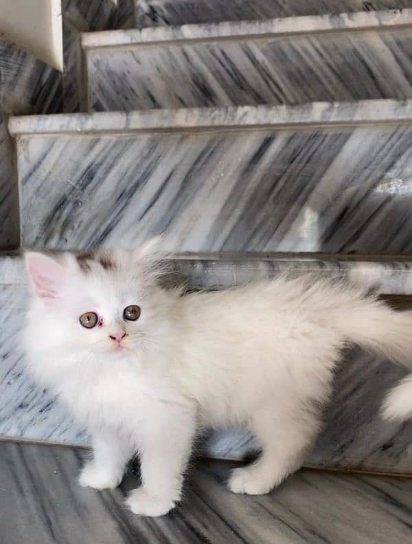 persian kitten 0