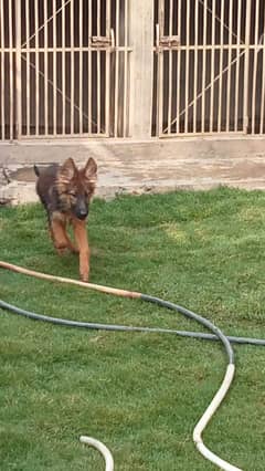 German shepherd long coat gsd female puppy