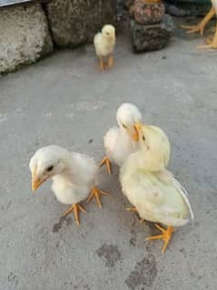 Aseel Heera chicks for sale ( 1500 per piece)