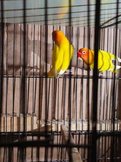 4 Pair of LoveBirds with Cage