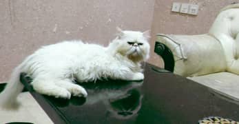 Piki Face Persian cat for mating services only in Faisalabad