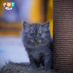 Persian Kitten | White Kitten | Top Quality Grey Kittens | Fawn Kitten