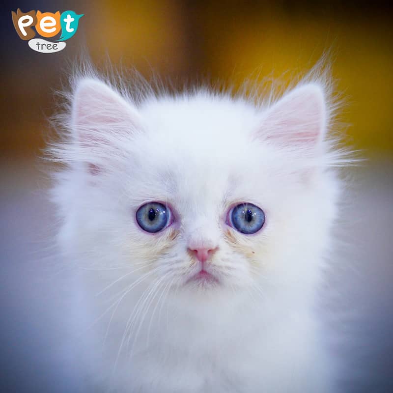 Persian Kitten | White Kitten | Top Quality Grey Kittens | Fawn Kitten 1