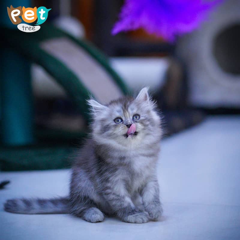 Persian Kitten | White Kitten | Top Quality Grey Kittens | Fawn Kitten 4