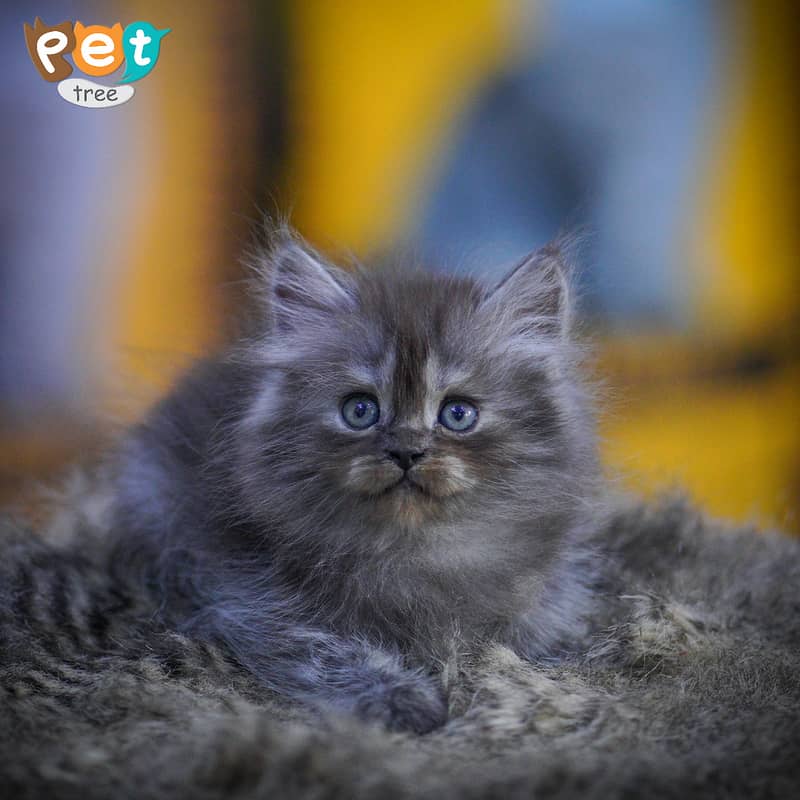 Persian Kitten | White Kitten | Top Quality Grey Kittens | Fawn Kitten 6