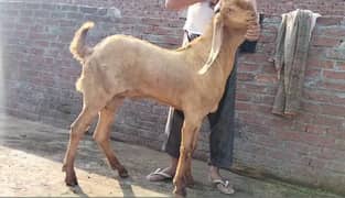 Bakra